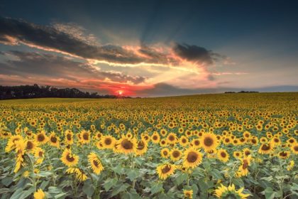 field of sunflowers at sunset