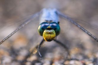 1-1 magnification manual focus macro