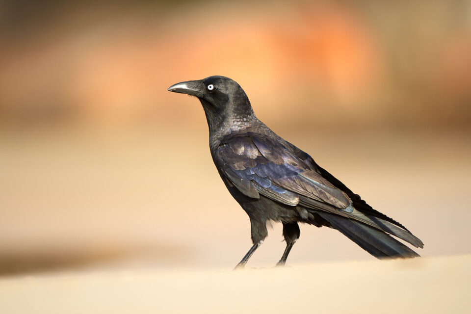 Australian Crow_Australia