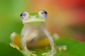 Glass frog with good diffused lighting using an external flash and artificial lighting setuo