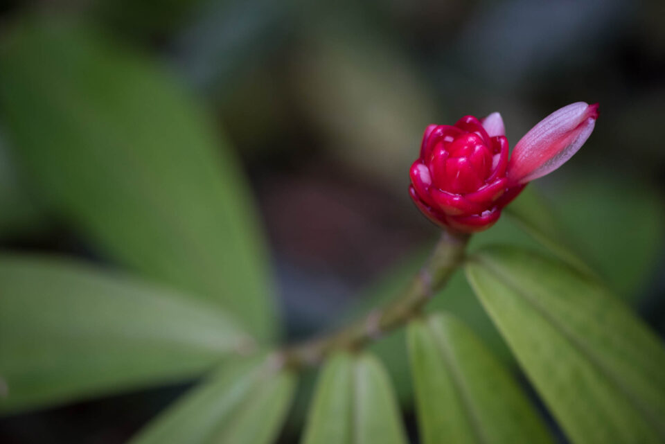 Manual Focus Macro