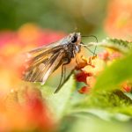 Best lenses for macro photography moth on leaf