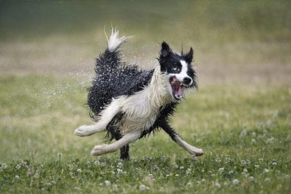 Dog loving a stream of water in a grassy field.