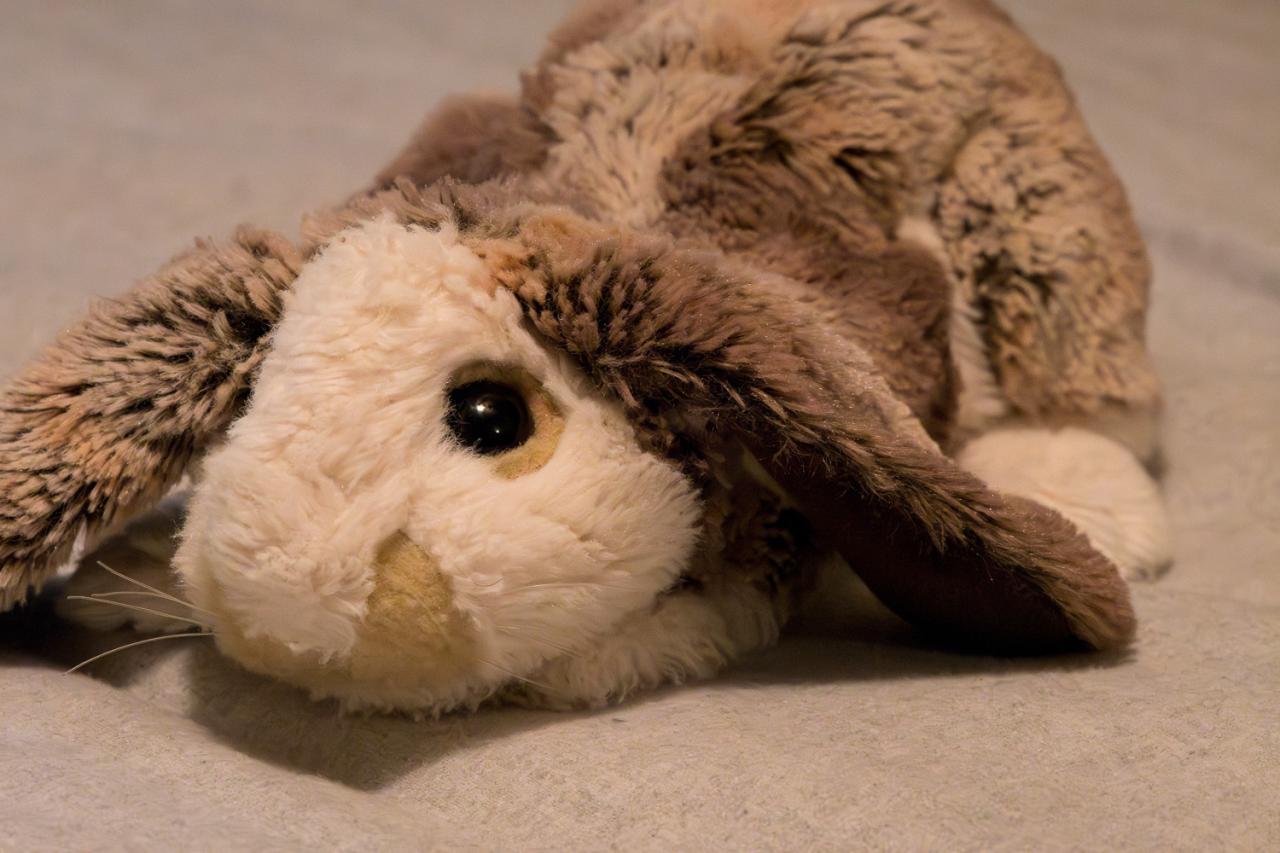 Lightroom's AI-Powered Denoise Feature: stuffed bunny