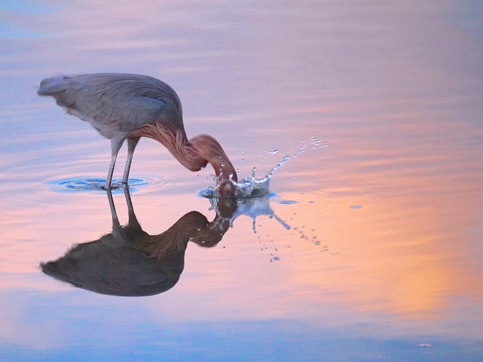 Egret at sunset shot with fast shutterspeed high iso correct camera settings for wildlife photography