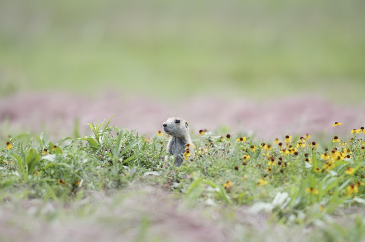 Non-Destructive RAW Editing in Affinity Photo: A prairie dog looking up through a field of grass and flowers.