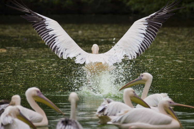 Super-telephoto wildlife photography