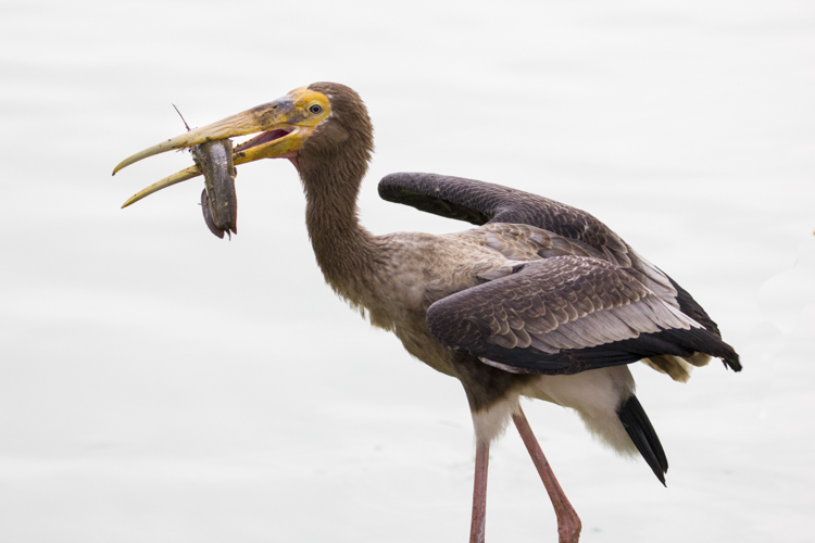 Super-telephoto wildlife photography